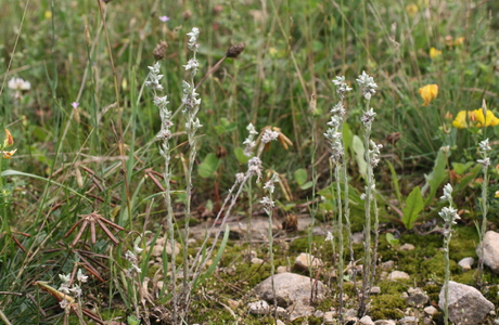Acker-Filzkraut (Filago arvensis) - © Emanuel Trummer
